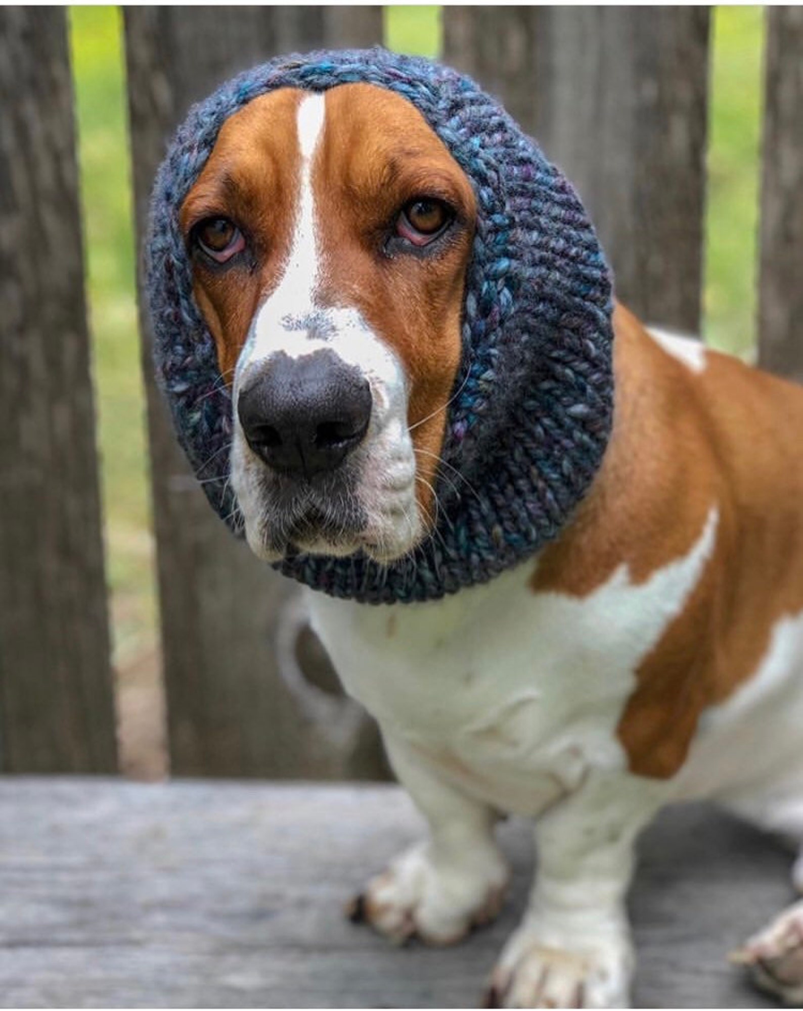 Basset Hound Snood Knit Dog Snood Snood for Dogs Dog Lover Etsy