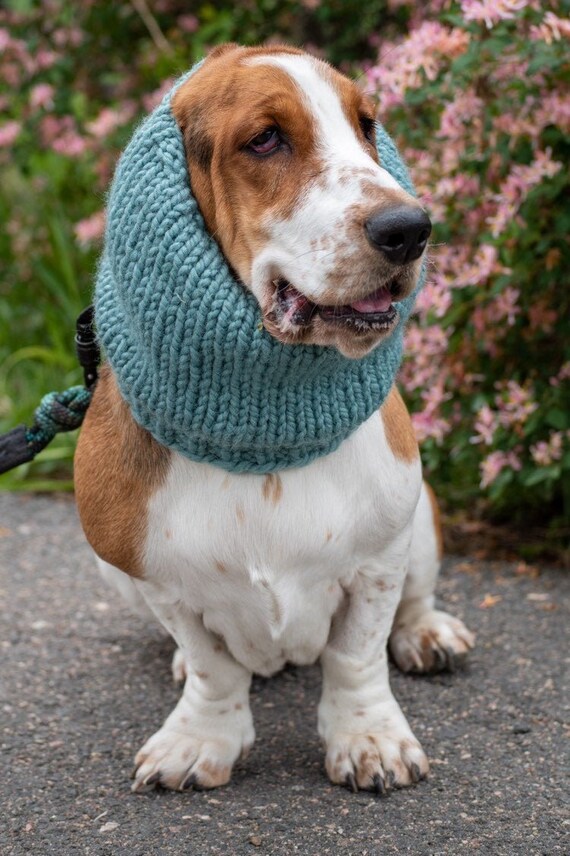 basset hound snood