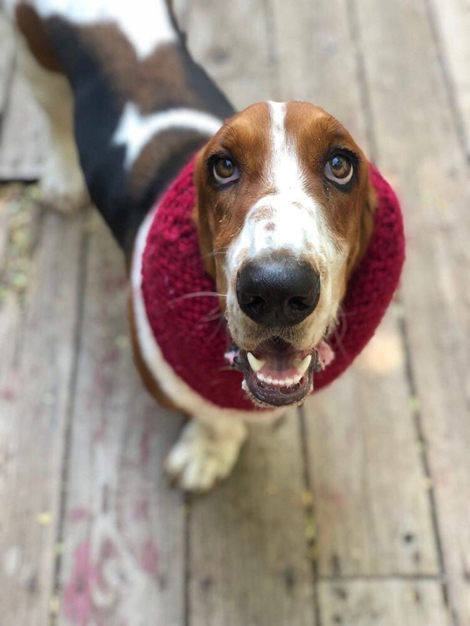 Basset Hound Snood Knit Dog Snood Snood for Dogs Dog Lover Etsy