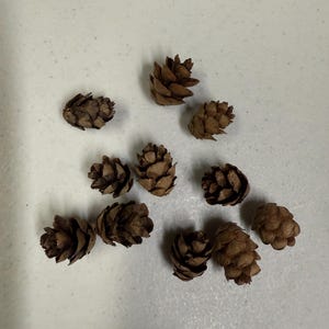 May include: A collection of small, brown pine cones scattered on a light-colored surface. The cones vary slightly in size and shape, with a textured, scaled appearance. The natural brown color and organic forms suggest a rustic or nature-inspired theme.