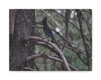 Lienzo impreso de arrendajo azul, obra de arte de la naturaleza, regalo para amantes de las aves