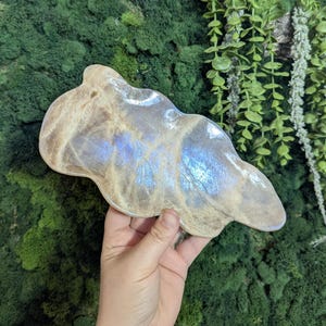 May include: A beige, cloud-shaped decorative dish with iridescent blue and purple hues. The dish has a smooth, polished surface and is held by a hand against a backdrop of green moss and foliage. This unique piece is ideal for displaying small items.
