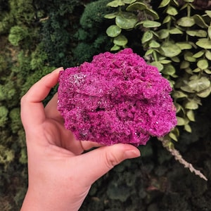 May include: A vibrant, textured, magenta-colored mineral specimen. The rough, porous surface of the rock is held in a hand, with a backdrop of green foliage. The mineral has small, sparkling inclusions.
