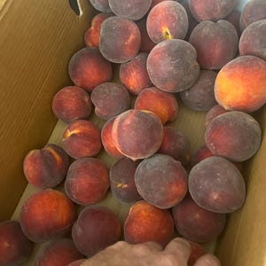 Puede incluir: Una caja de cartón llena de melocotones maduros. Los melocotones son una mezcla de tonos rojos, naranjas y morados, con una textura borrosa. Algunos melocotones tienen un tono amarillo. Una mano llega a la caja.