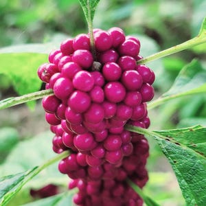 American Beauty Berry 100 seeds - Ships from the USA