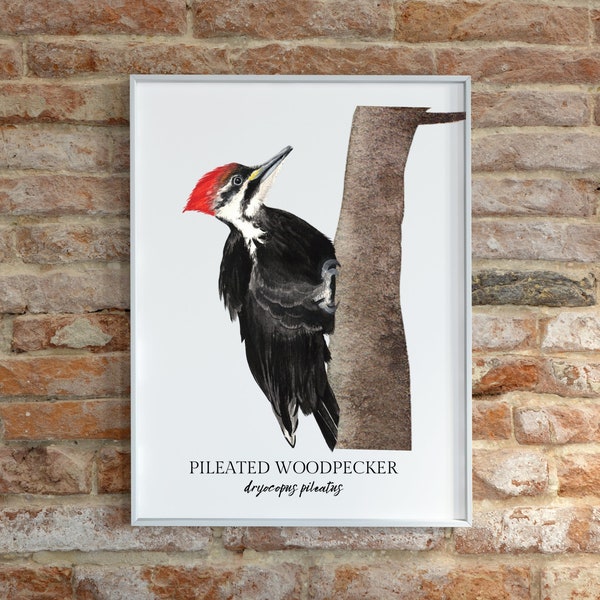 Pileated Woodpecker Watercolor Print, Bird Painting, Birdwatcher Gift, Bird Art, Nature Chart, Playroom, Nursery Wall Art, Art Collection