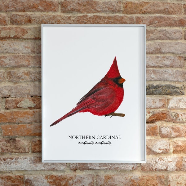 Red Male Cardinal Watercolor Print, Bird Painting, Birdwatcher Gift, Bird Wall Art, Nature Chart, Playroom, Nursery Wall Art, Art Collection