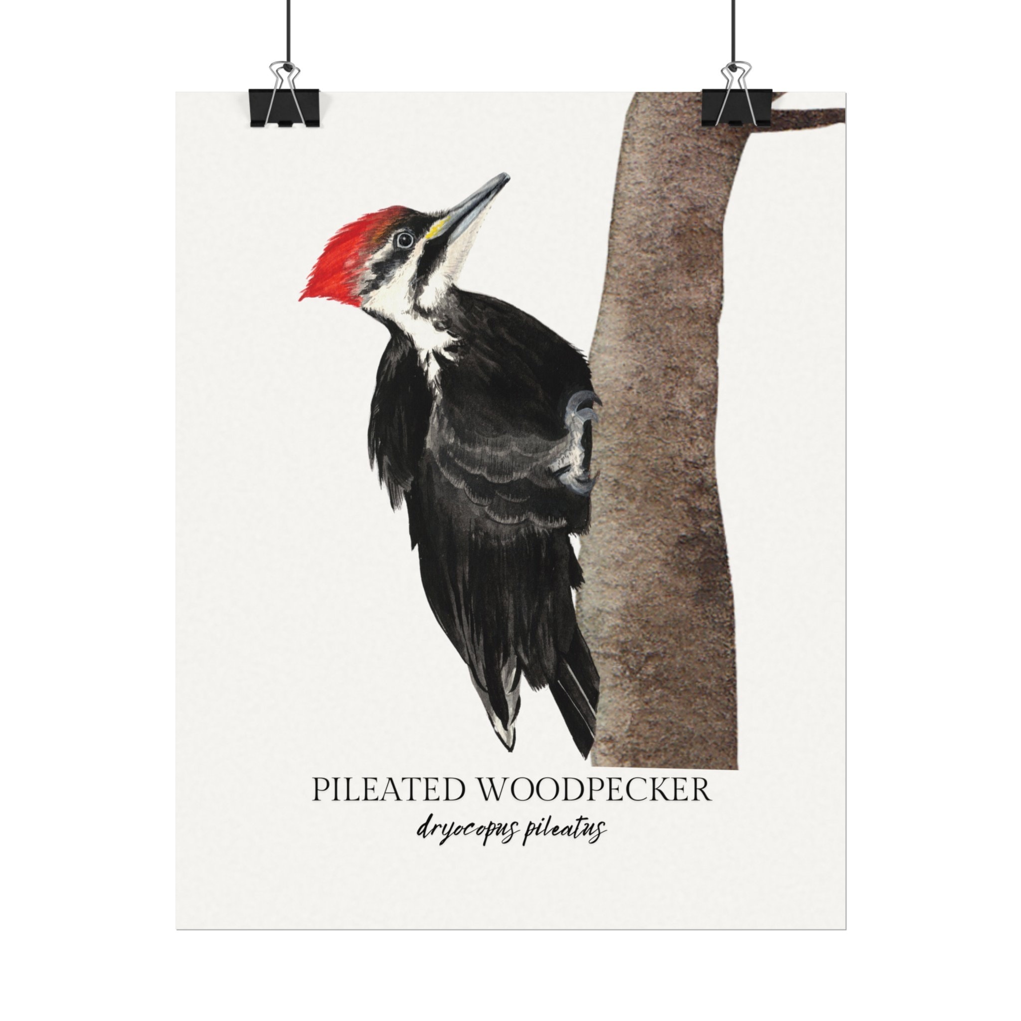 Pileated Woodpecker Watercolor Print Backyard Birds Art Collection 8x10