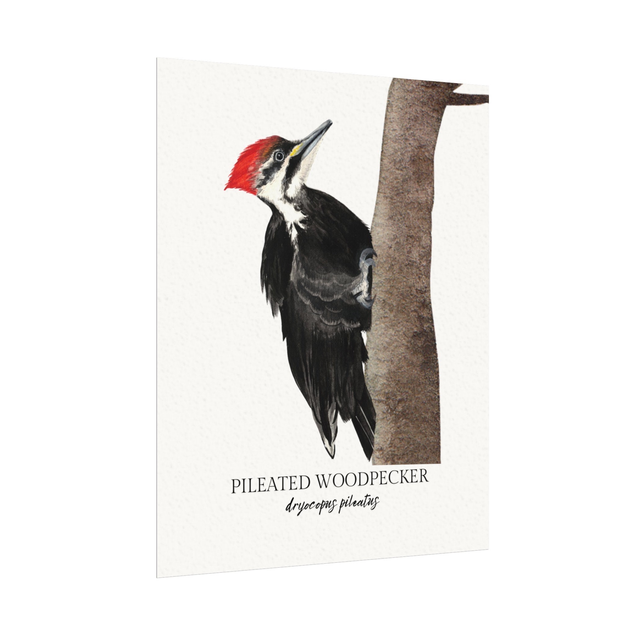 Pileated Woodpecker Watercolor Print Backyard Birds Art Collection 8x10