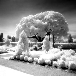Fine Art Infrared Film Photograph
