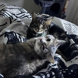 Gatos/gatitos Elige tu cristal + Hechizo incluido