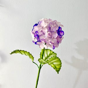 May include: A single purple and white hydrangea flower with green leaves against a white background.