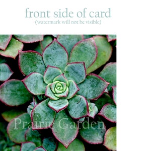 rosette aeonium photo note card succulent // Nature Floral Plant Life Botanical Series // Prairie Garden image 4