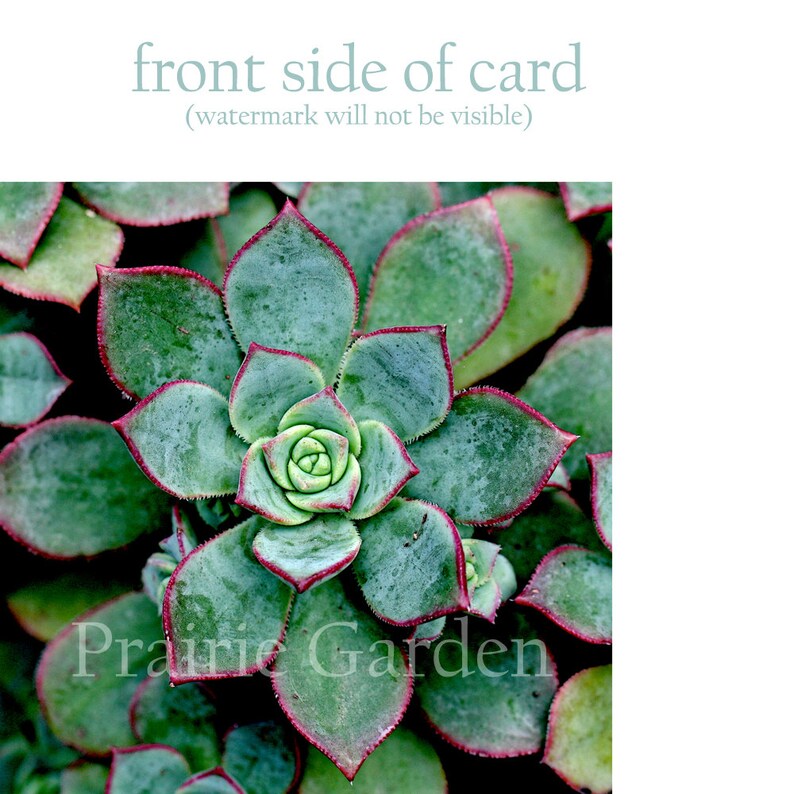 rosette aeonium photo note card succulent // Nature Floral Plant Life Botanical Series // Prairie Garden image 4