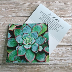 rosette aeonium photo note card succulent // Nature Floral Plant Life Botanical Series // Prairie Garden image 1