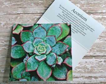 rosette aeonium photo note card succulent // Nature Floral Plant Life Botanical Series // Prairie Garden