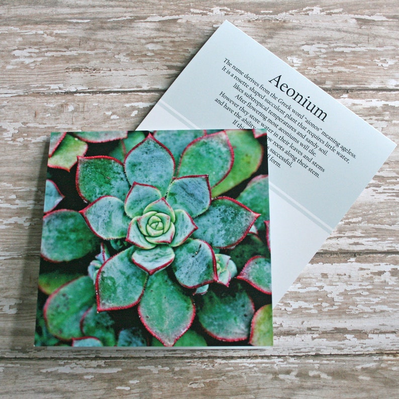 rosette aeonium photo note card succulent // Nature Floral Plant Life Botanical Series // Prairie Garden image 1