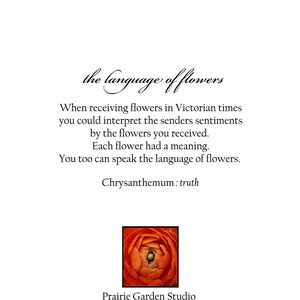 chrysanthemum Language of Flowers note card // Nature Floral Plant Life Botanical // Prairie Garden image 4