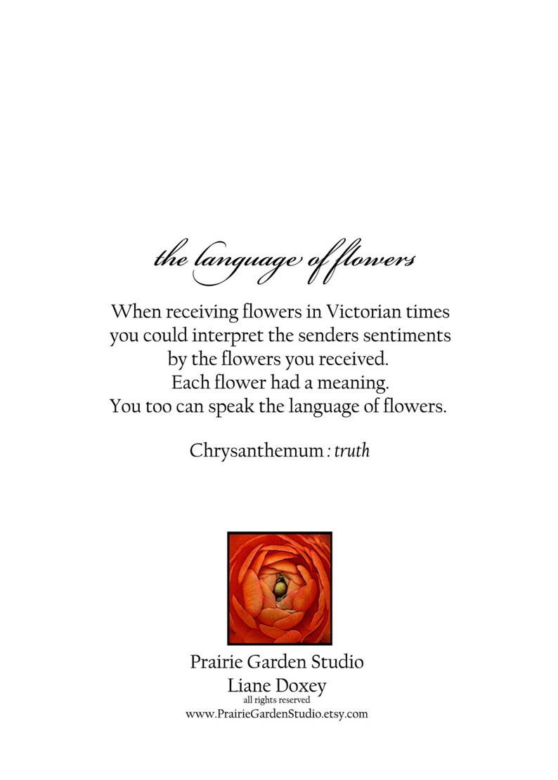 chrysanthemum Language of Flowers note card // Nature Floral Plant Life Botanical // Prairie Garden image 4