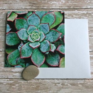 rosette aeonium photo note card succulent // Nature Floral Plant Life Botanical Series // Prairie Garden image 2