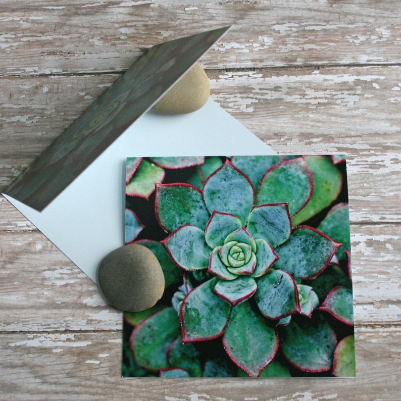 rosette aeonium photo note card succulent // Nature Floral Plant Life Botanical Series // Prairie Garden image 3