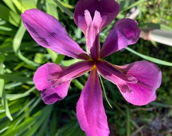 Louisiana Purple Iris    5 Rhizomes