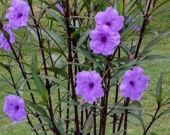 Mexican Petunia                          Purple 2 established plants-  will be cut to 6 inches for shipping