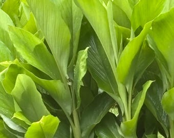 Organic Turmeric (orange ) 2 plants