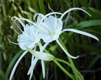 Hymenocallis. liriosme                       Woodland  Spider Lily 3 bulbs