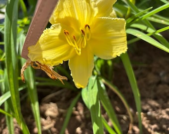 Yellow Daylily 15/18 inches tall