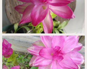 Hidden Ginger Pink Flower Plant