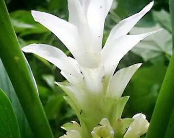 Hidden Ginger White Flower Plant