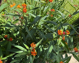 Tropical Milkweed  or Hello Yellow.     4 cuttings -from well established plants          6 inches long  - very easy to root.