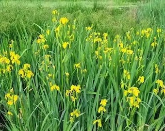Yellow Flag (Iris pseudacorus) 5 rhizomes