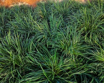 Mondo Grass (Regular)25 bare root plamts