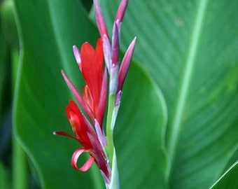 Indian Sling Shot -African Arrow Root-3 rooted plants