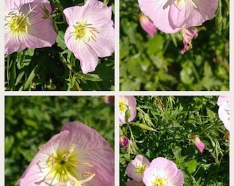 Evening Primrose 8 bare root plants