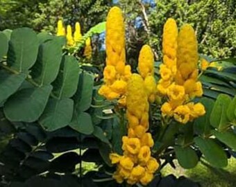 Senna Alana ( Candle Stick Plant)