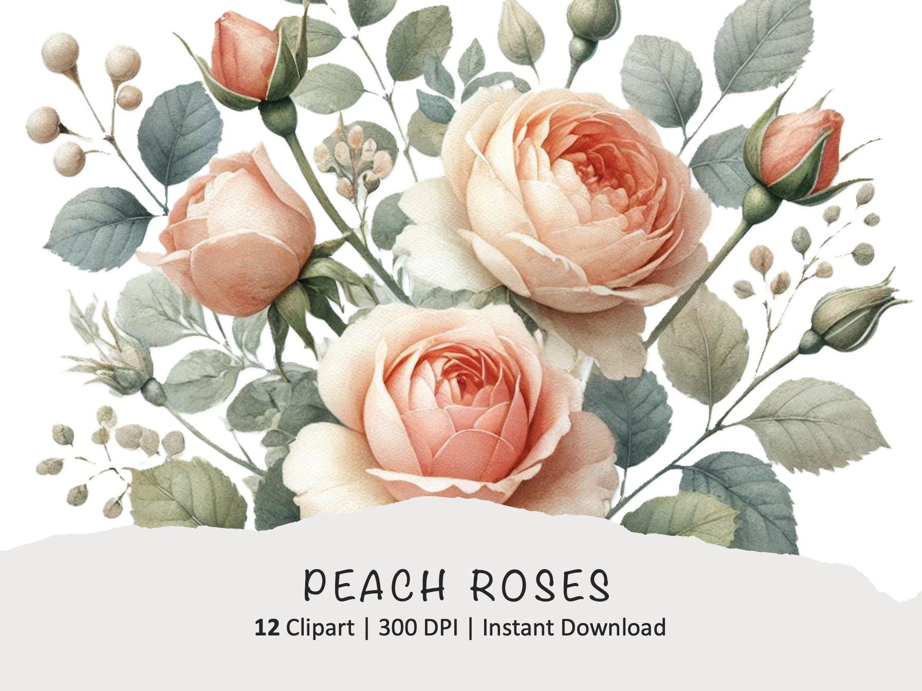 Soft Peach Roses Clipart Bundle | High Resolution Floral Digital Art ...