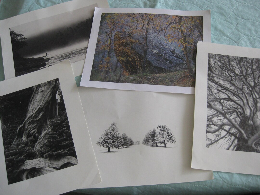Black & White Photography Prints From Diff. Artists, Trees/nature ...
