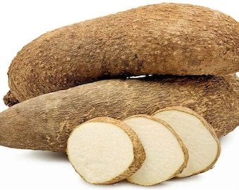 Tubérculos de ñame ghanés fresco - ñame africano 4-5 libras