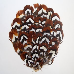 Puede incluir: Un abanico de plumas de cola de faisán marrón y blanco. Las plumas están dispuestas en un patrón circular, con las puntas de las plumas apuntando hacia afuera.