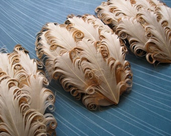 Set of 5 Feather Pads - Original Buttercream Curled Goose Nagorie Pads