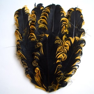 Set of 5 Black and Gold Nagorie Curled Goose Feather Pads