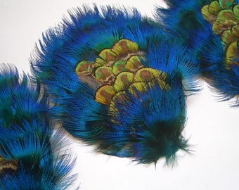 A DOZEN - Peacock Plumage Feather Pad in Turquoise Blue and Golden Green - Rare Style