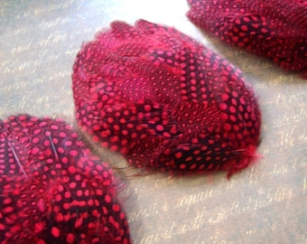 Set of 5 Dyed Red Guinea Hen Pads