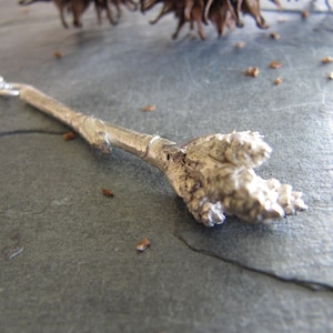 Necklace of Oregon Grape Bud in Hand Cast Sterling Silver
