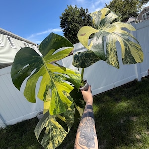 Monstera Lemon Pom Pom - Etsy