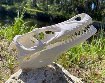 velociraptor Skull Replica (velociraptor mongoliensis)