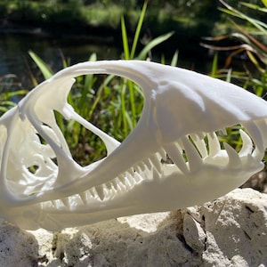 May include: A detailed, off-white reptile skull with sharp teeth and intricate bone structure. The skull is resting on a textured rock, with a natural background of water and green foliage.